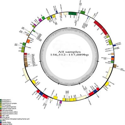 Comparison of the Chloroplast Genome Sequences of 13 Oil-Tea Camellia Samples and Identification of an Undetermined Oil-Tea Camellia Species From Hainan Province